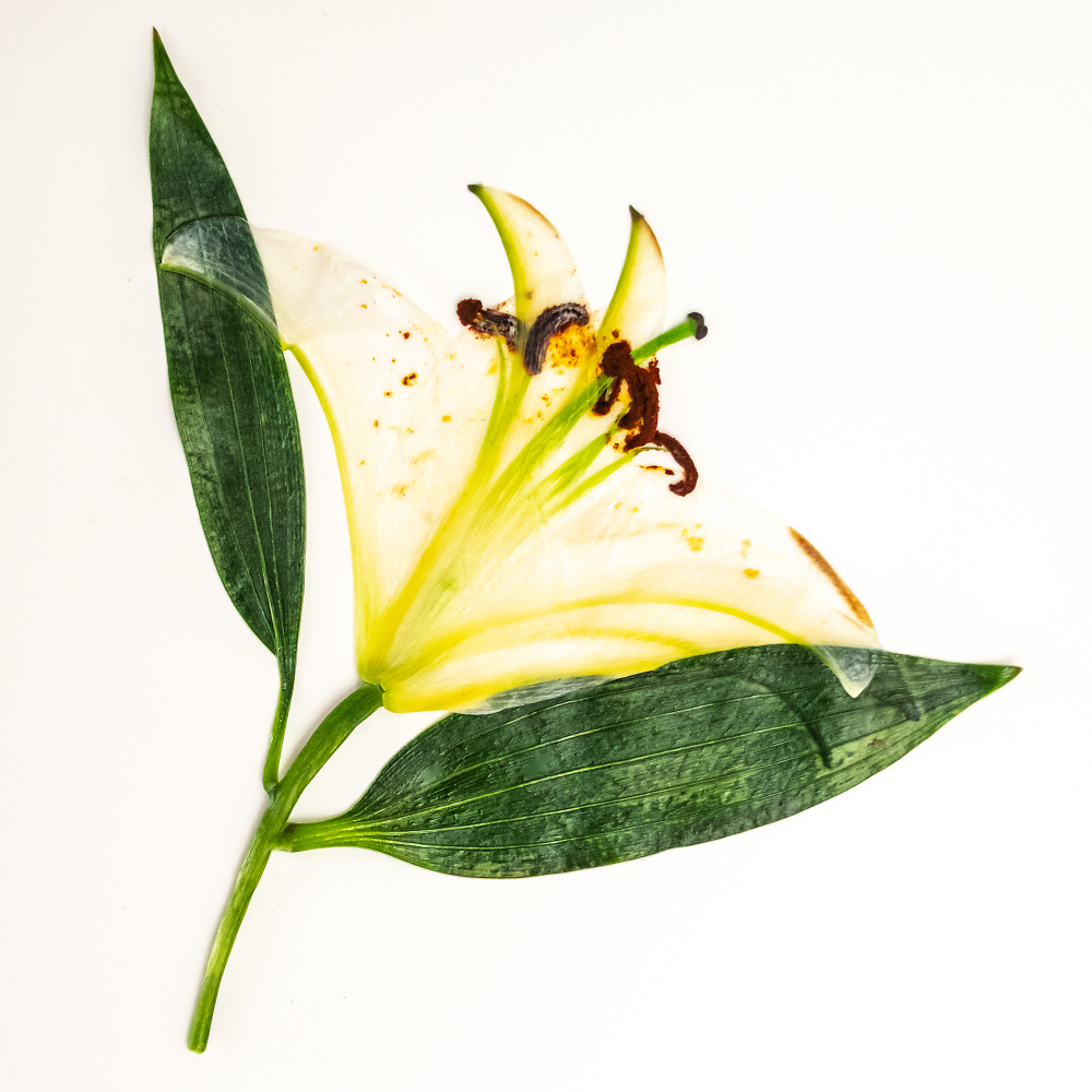 Lily, Dried by go4IT Pentax User