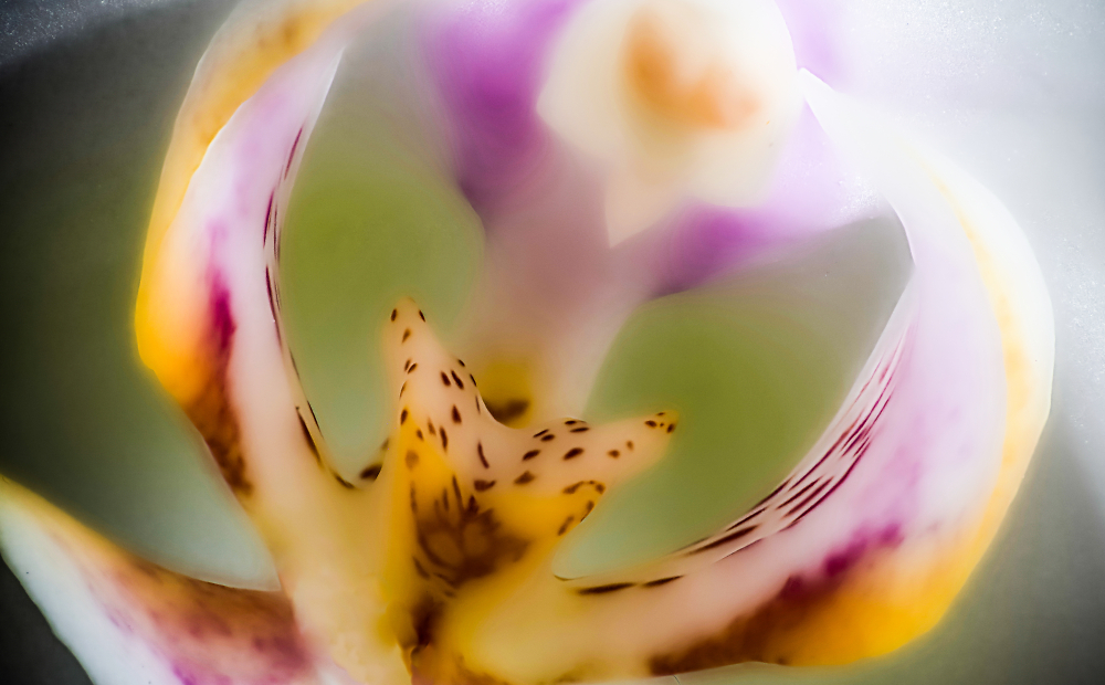 Miniature Orchid Interior