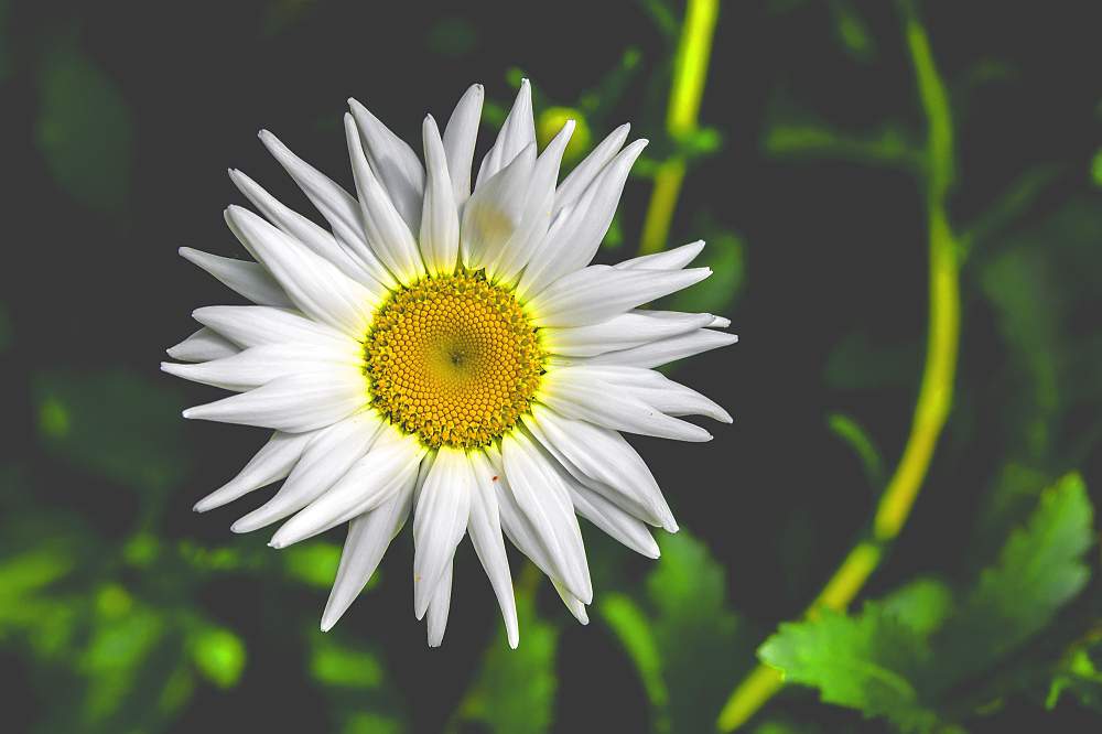 Oxe eye Daisy