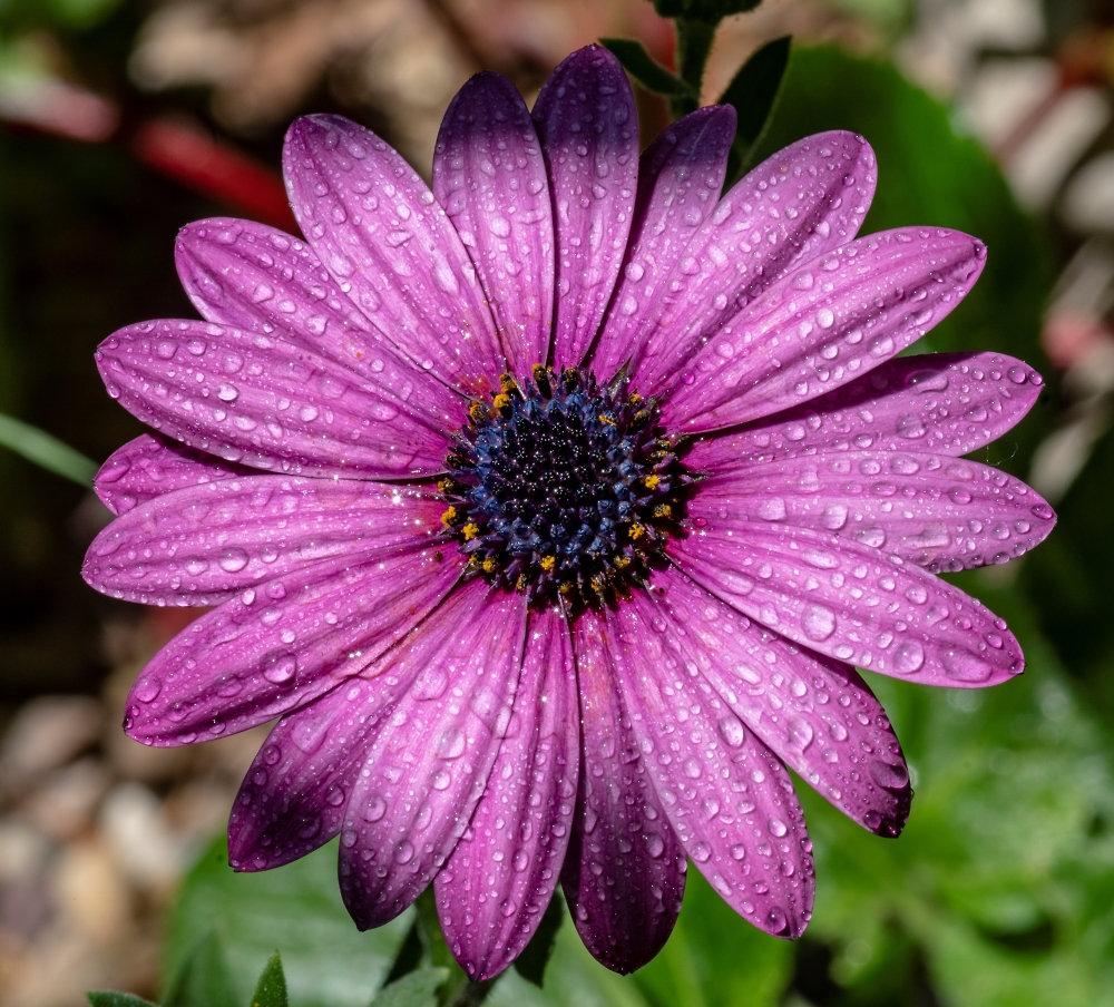 Posh Daisy