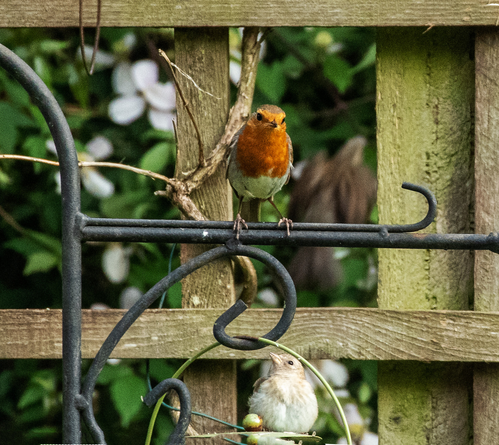 Robin & Fledgling