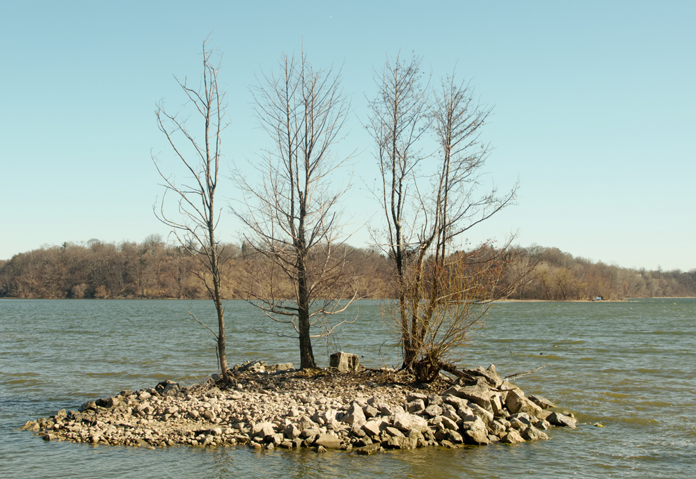 TREES