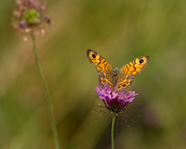 A Battered Wall Brown
