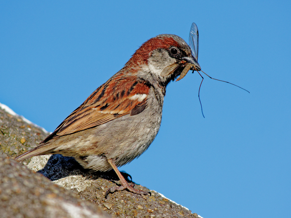 A Sparrow and Take Away
