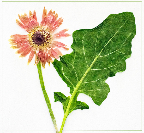Barbeton Daisy, Dried in Microwave