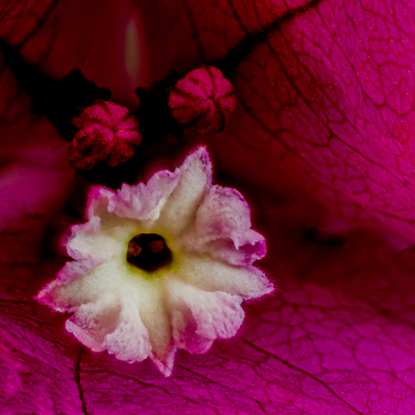 Bougainvillea: The Actual 5mm Flower