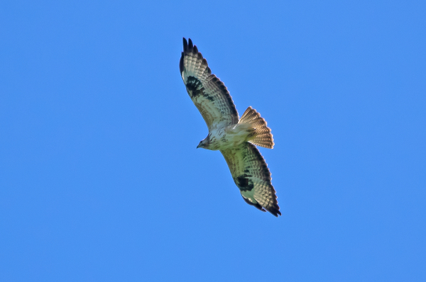 Buzzard
