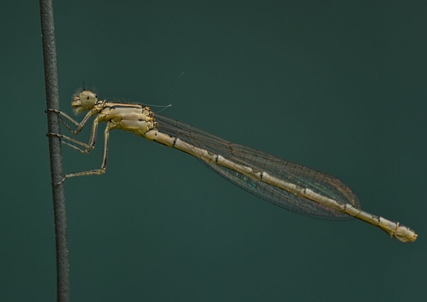 Damselfly