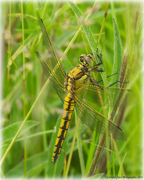 Female Black-tailed Skimmer Dragonfly