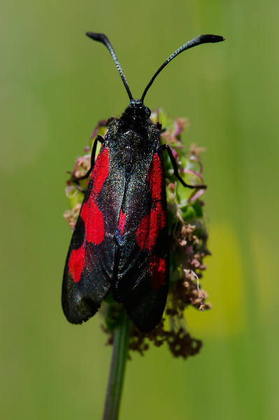 Five-spot Burnet