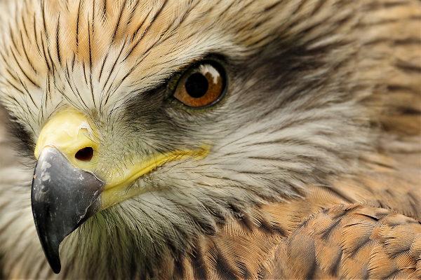 Kite Up close and personal  with K3.3 -