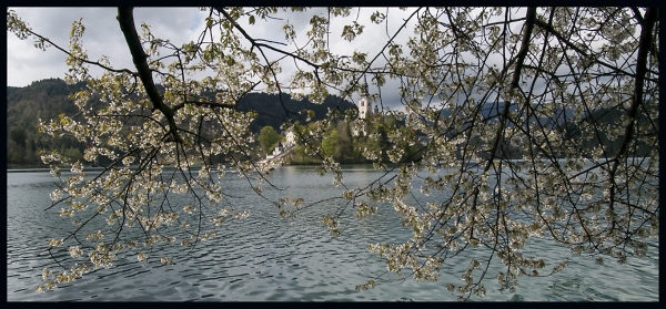 Lake Bled, Slovenia - a panoramic view through budding tree