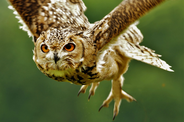 owl close up in flight