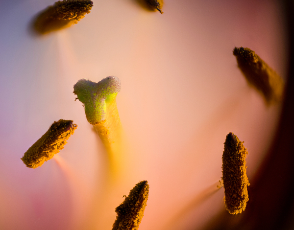 Peruvian Lily Interior
