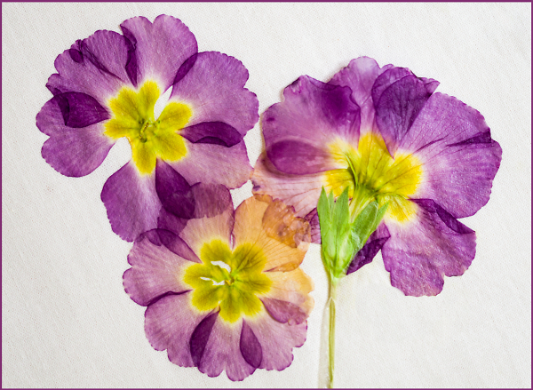 Primulas, Dried