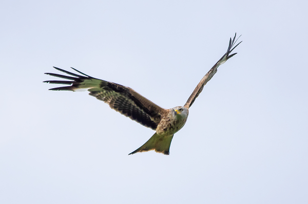 Red Kite