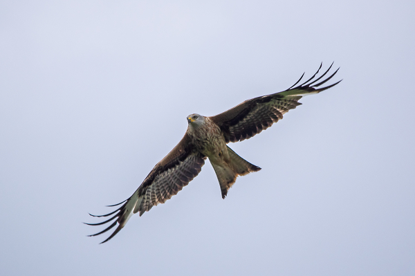 Red Kite