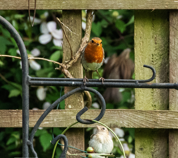 Robin & Fledgling