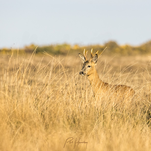 Roe Deer - early morning