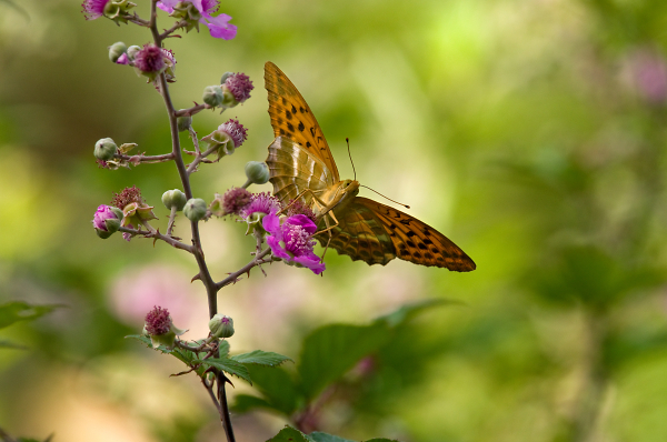 Silver Washed Fritillary