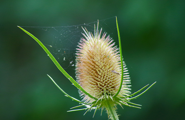 Teazel