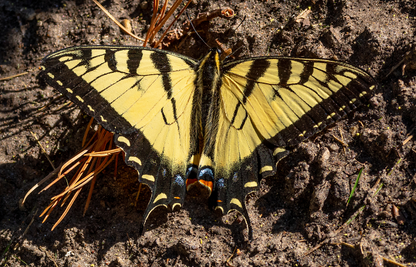 The 4 p Butterfly