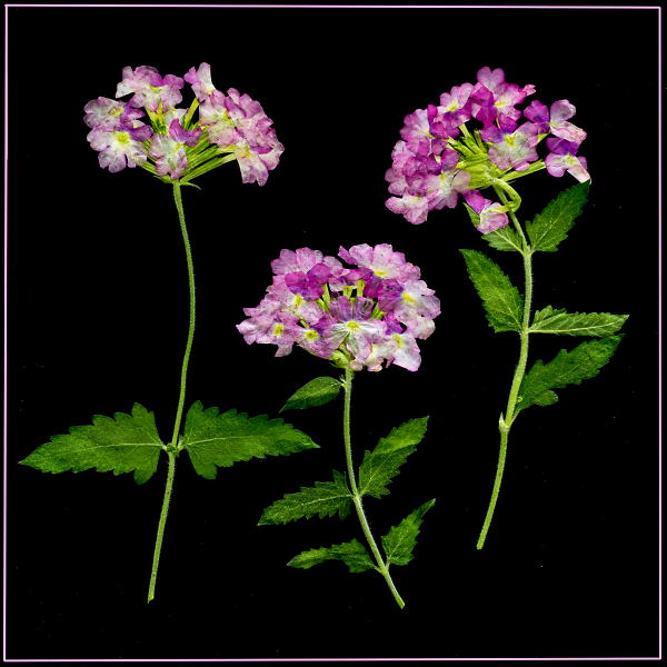 Vervain, Dried