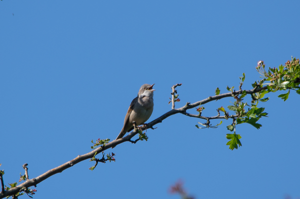 Whitethroat