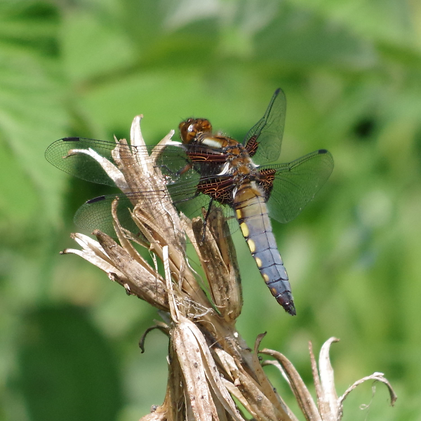 Yet another dragonfly