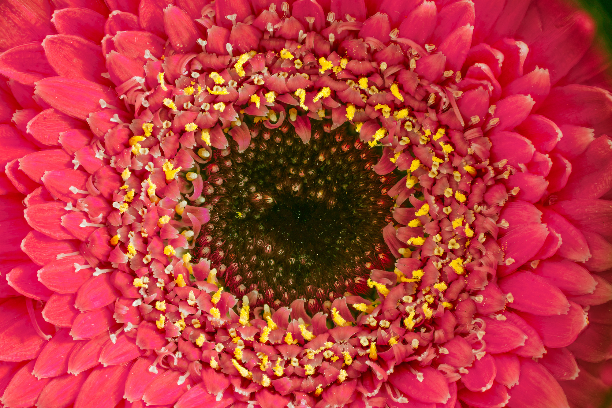 Barberton (Gerbera) Daisy via Raynox 250