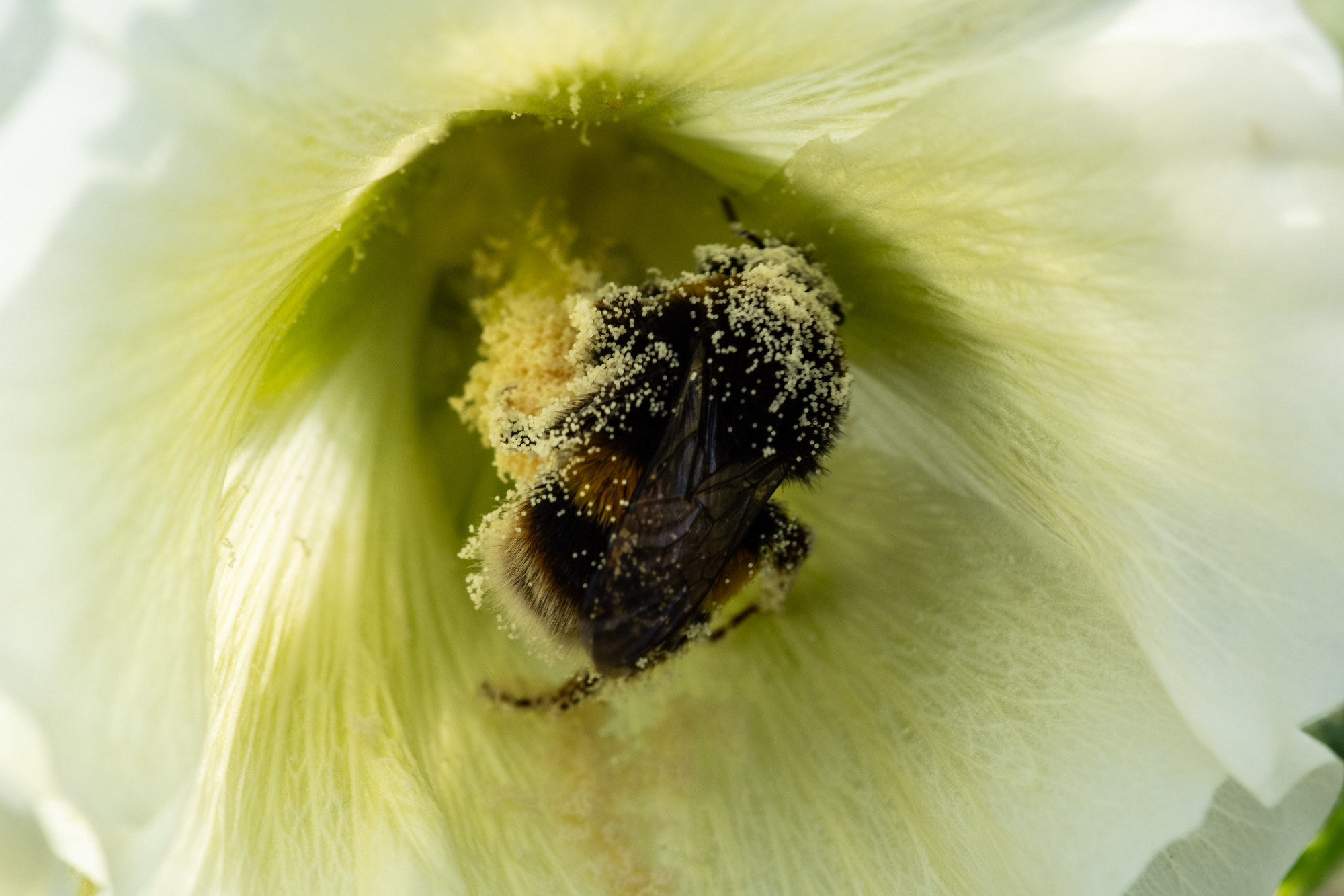 Bee Enjoying the Hollyhock