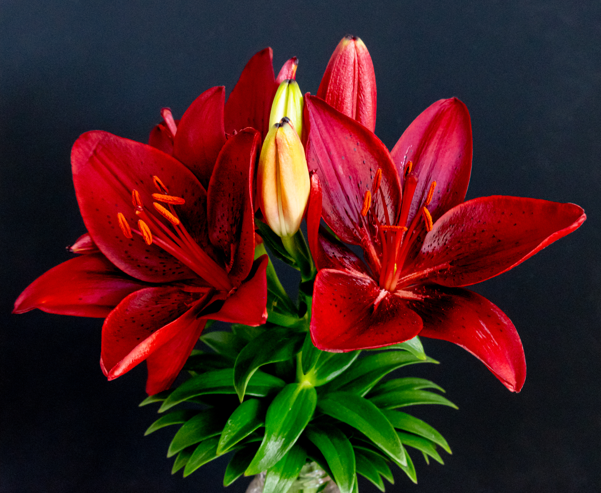 Black Background for this Striped Barbados Lily
