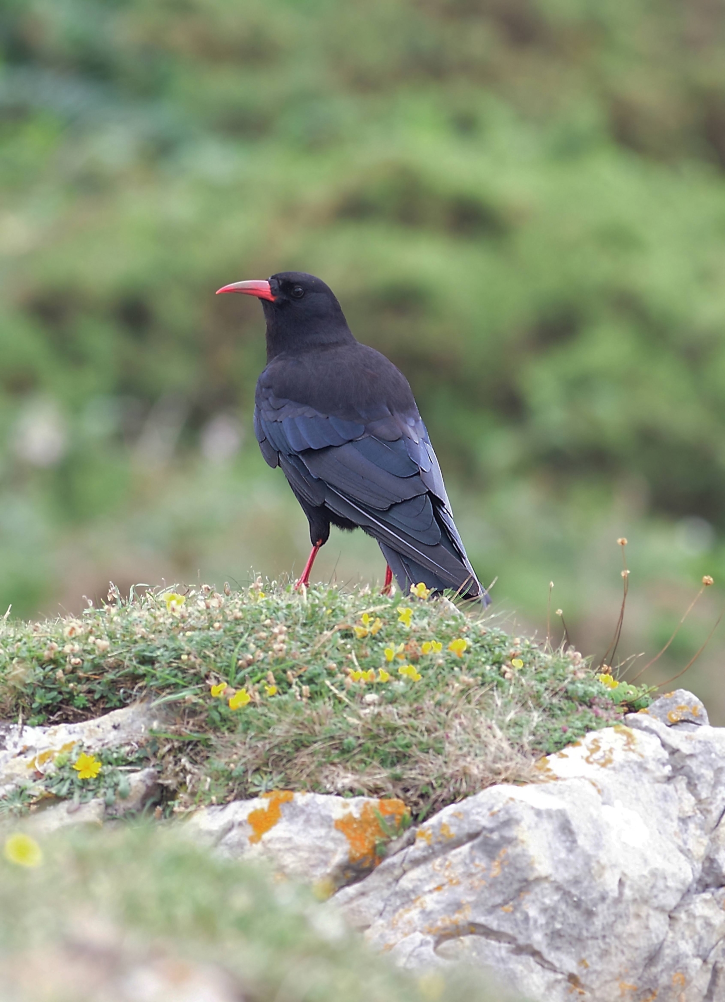 Choughs on Gower -  Male