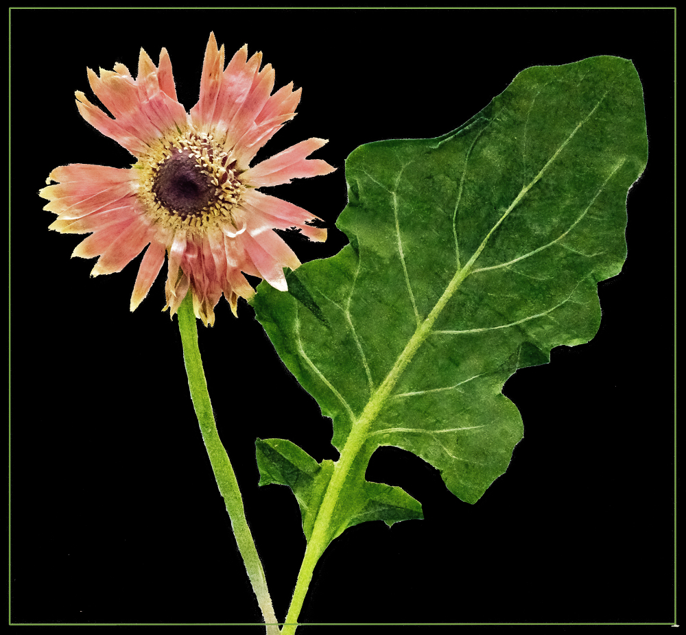 Barbeton Daisy