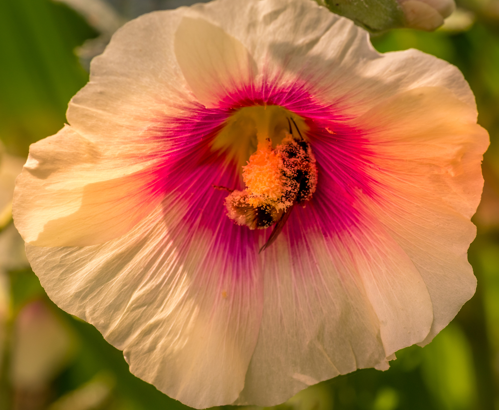 Busy Bee by markm Pentax User