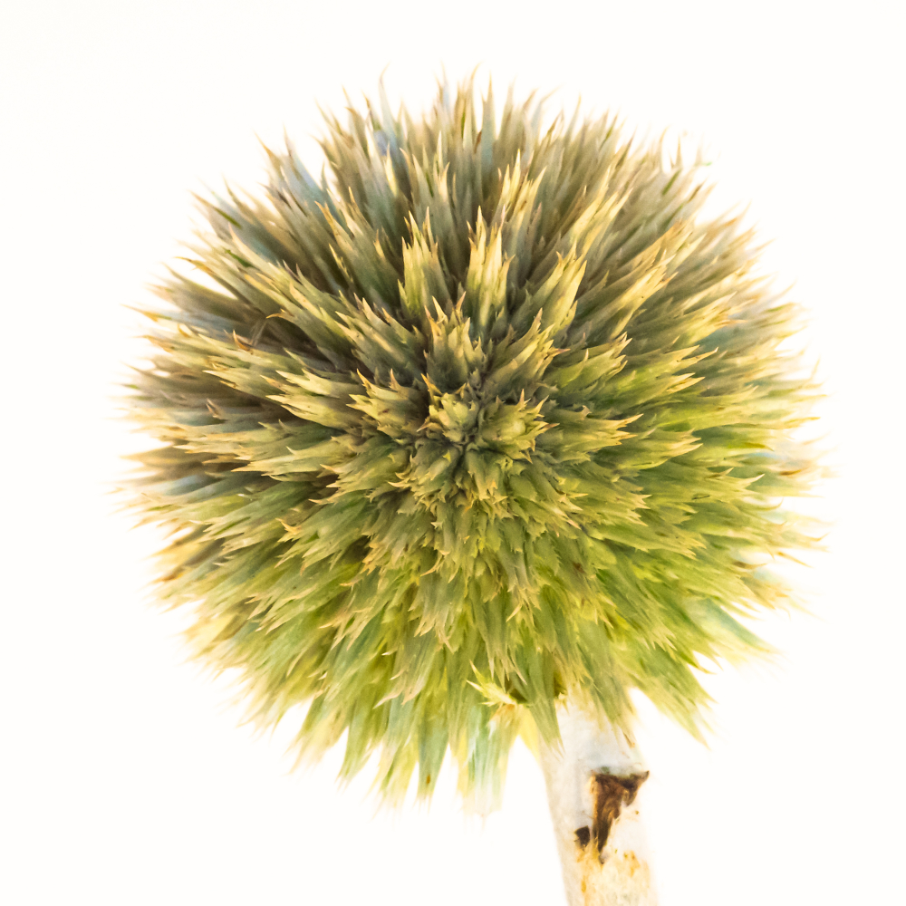 Great Globe Thistle: Closeup