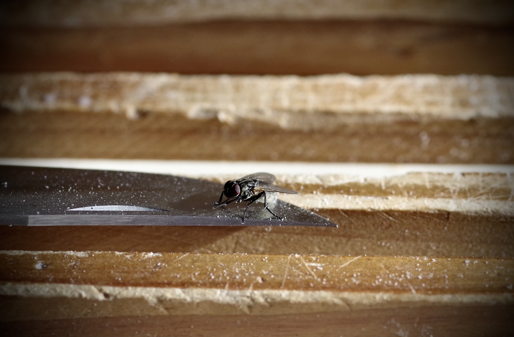 Housefly