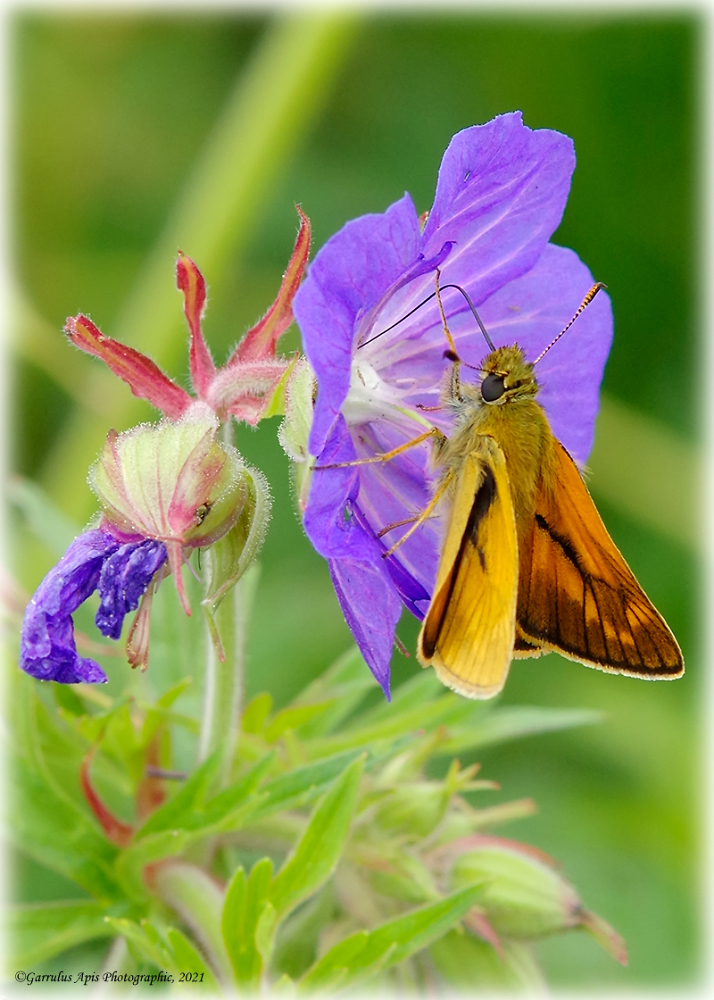 Large Skipper (Ochlodes sylvanus) feeding on a Meadow Cranesbill flower