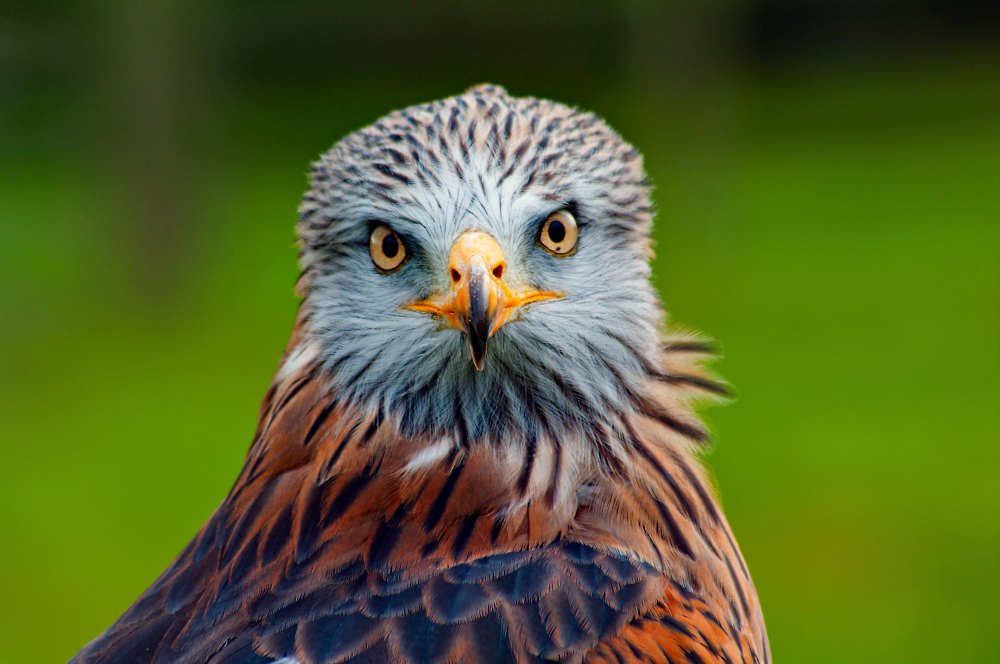 Red Kite