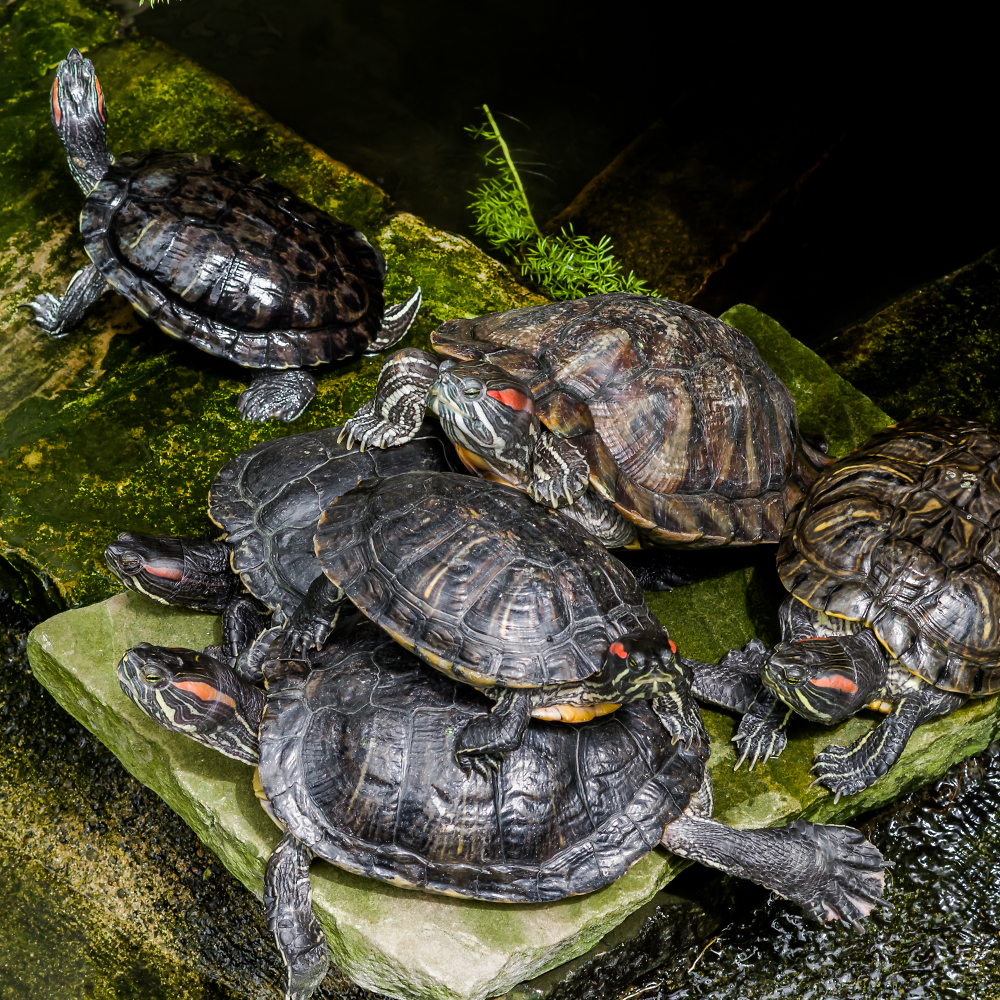Turtles' Convention