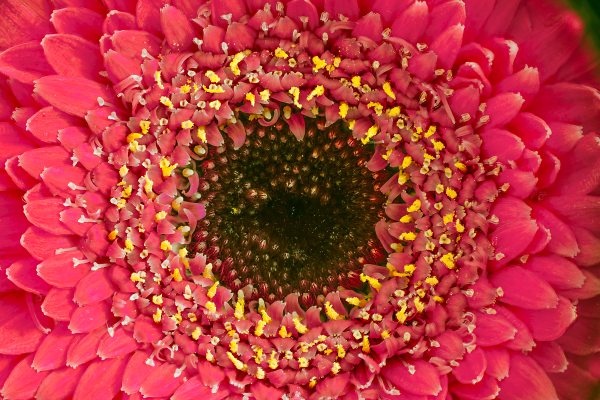 Barberton (Gerbera) Daisy via Raynox 250