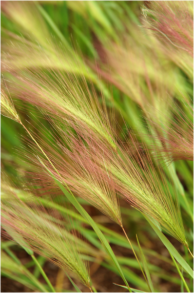 Blowin' in the Wind