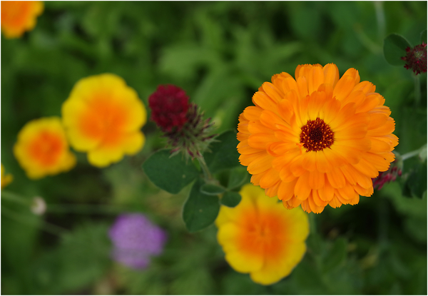 Common Marigold