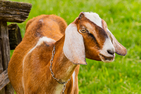 Getting your Goat