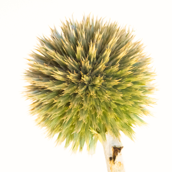 Great Globe Thistle: Closeup