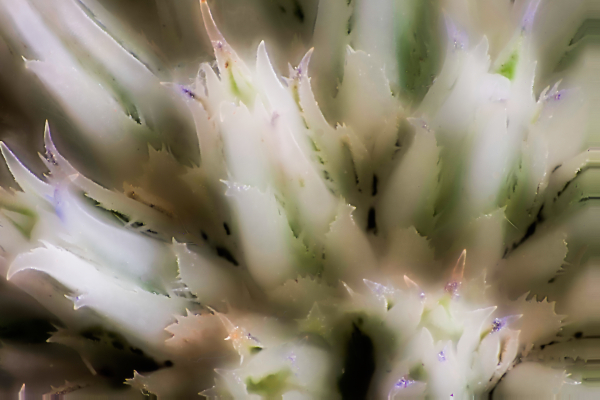 Great Globe Thistle