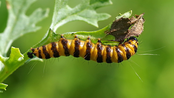 Have a huge caterpillar!