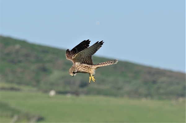 Kestrel hunting on the cliffs (Gower)