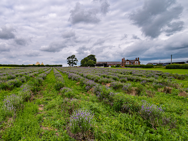 Lavender Farm - otherwise known as Inglenook Farm