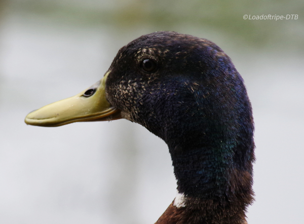 Mallard